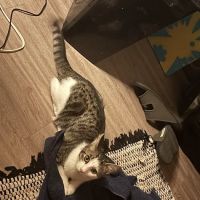 Vetco Vaccination Clinic ico