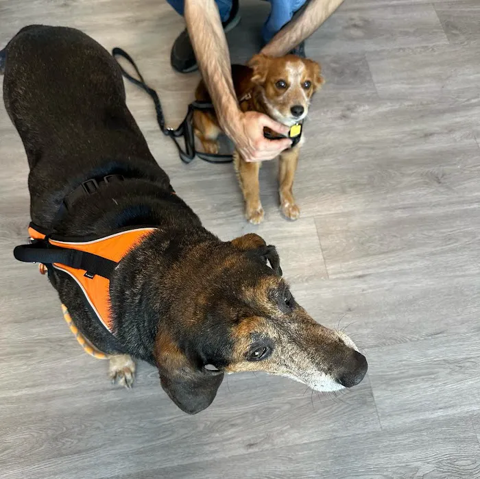 EasyVet Veterinarian Katy Picture 8