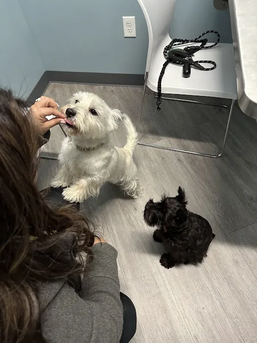 EasyVet Veterinarian Katy Picture 5