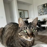 Elyson Animal Hospital ico