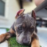 Grand Park Animal Clinic