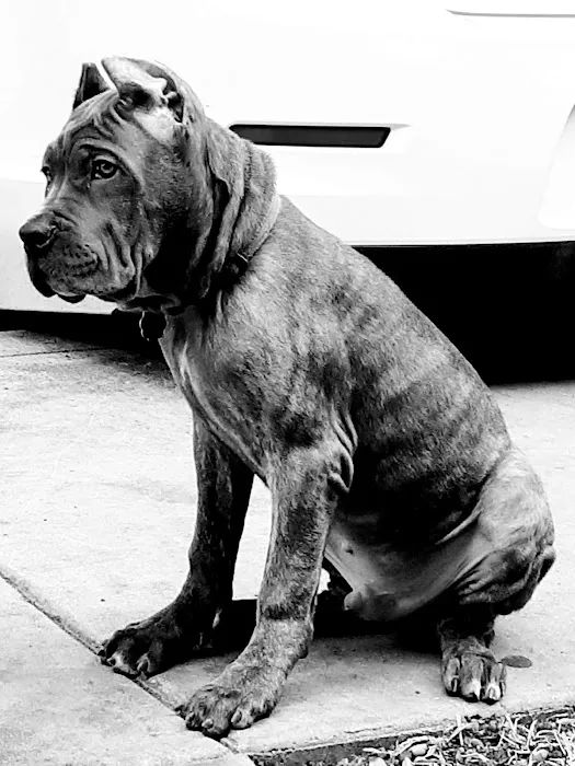 Grand Park Animal Clinic Picture 4