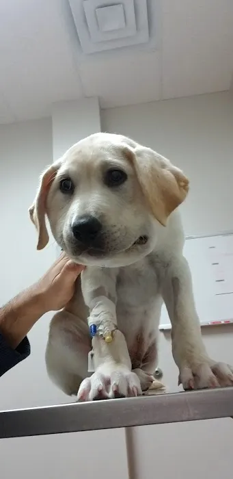 Animal ER of Northwest Houston Picture 5