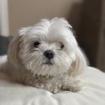 Animal ER of Northwest Houston