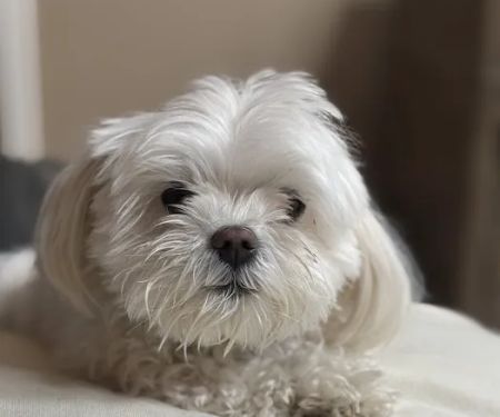 Animal ER of Northwest Houston