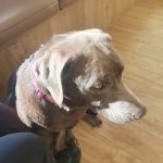 Fairfield Animal Hospital