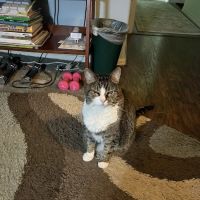 Envision More Veterinary Ophthalmology ico