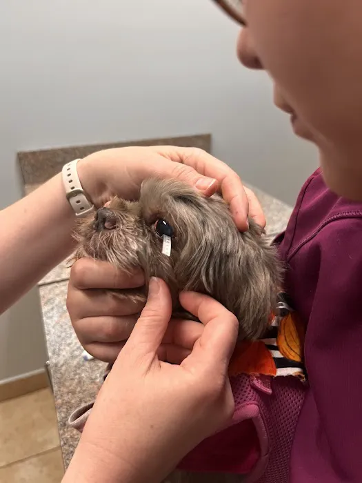 Envision More Veterinary Ophthalmology Picture 7
