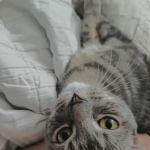 AZ Pet Spay and Neuter