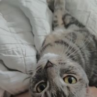 AZ Pet Spay and Neuter ico