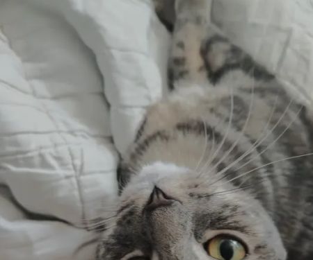 AZ Pet Spay and Neuter