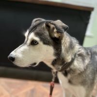 The Oaks Veterinary Clinic ico