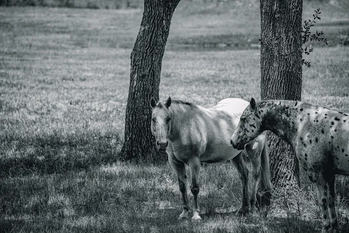 The Oaks Veterinary Clinic Picture 10