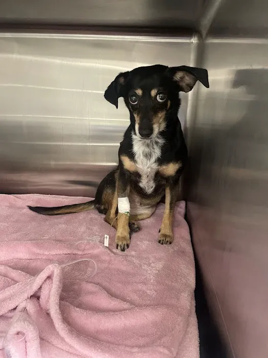 Pawsitive Healing Veterinary Hospital Picture 2