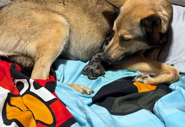 Pawsitive Healing Veterinary Hospital Picture 3