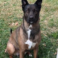 Pawsitive Healing Veterinary Hospital ico