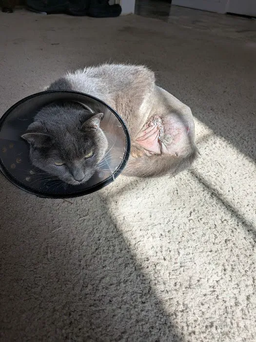 Pawsitive Healing Veterinary Hospital Picture 4