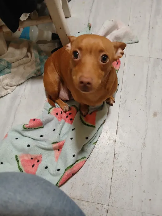 Pawsitive Healing Veterinary Hospital Picture 8