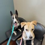 VCA Tomball Veterinary Hospital