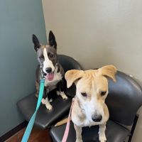 VCA Tomball Veterinary Hospital ico