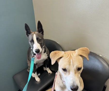 VCA Tomball Veterinary Hospital