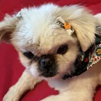 Vetco Total Care Animal Hospital ico