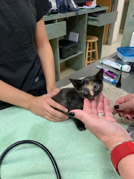 Animal Clinics Of The Woodlands - Indian Springs Picture 1