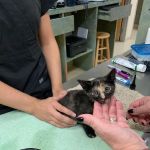 Animal Clinics Of The Woodlands - Indian Springs