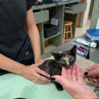 Animal Clinics Of The Woodlands - Indian Springs ico