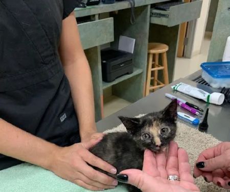Animal Clinics Of The Woodlands - Indian Springs