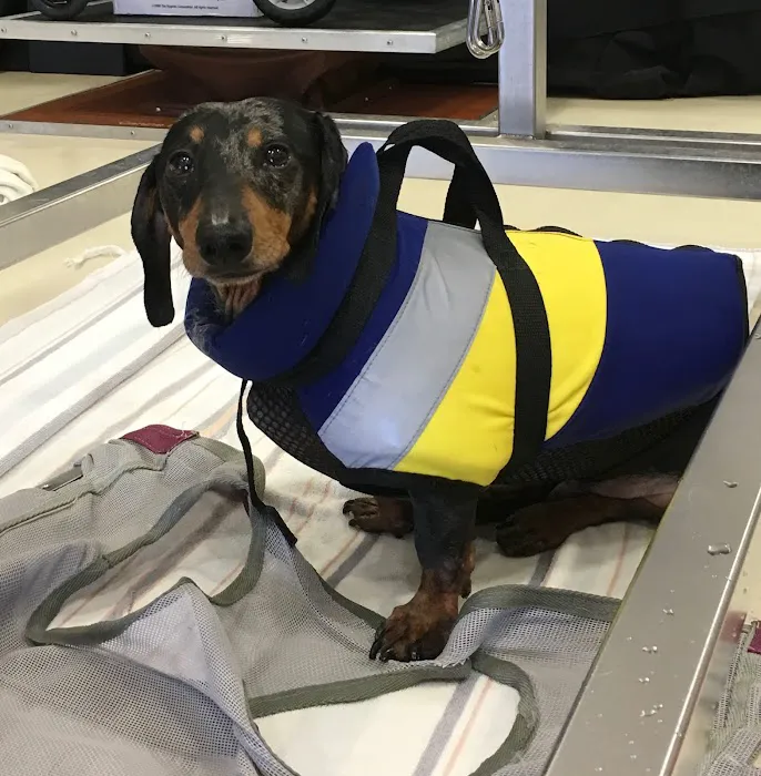 Center for Veterinary Pain Management and Rehabilitation Picture 2