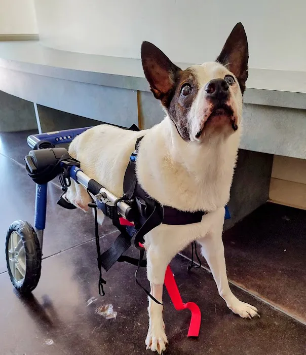 Center for Veterinary Pain Management and Rehabilitation Picture 1