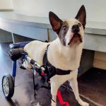 Center for Veterinary Pain Management and Rehabilitation
