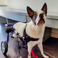 Center for Veterinary Pain Management and Rehabilitation ico