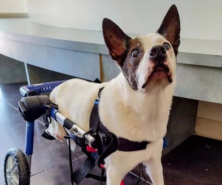Center for Veterinary Pain Management and Rehabilitation