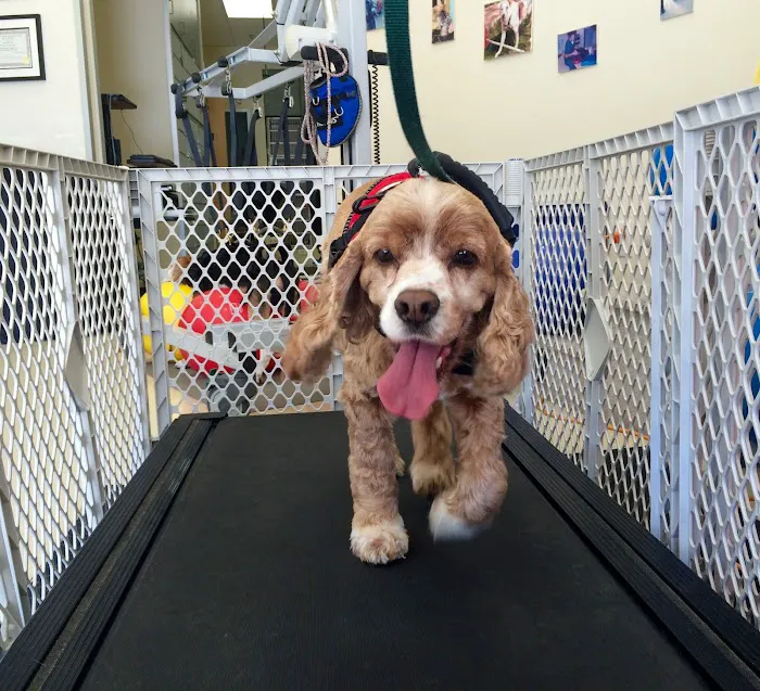 Center for Veterinary Pain Management and Rehabilitation Picture 5
