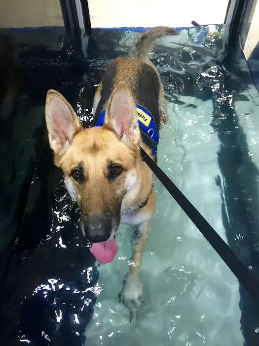 Center for Veterinary Pain Management and Rehabilitation Picture 7