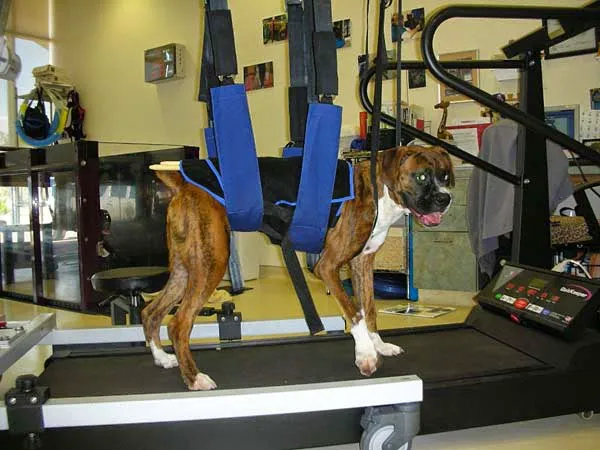 Center for Veterinary Pain Management and Rehabilitation Picture 4