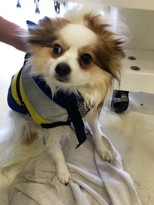 Center for Veterinary Pain Management and Rehabilitation Picture 10