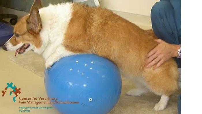 Center for Veterinary Pain Management and Rehabilitation Picture 9