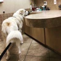 The Village Vet at Sterling Ridge ico