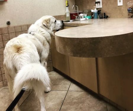 The Village Vet at Sterling Ridge