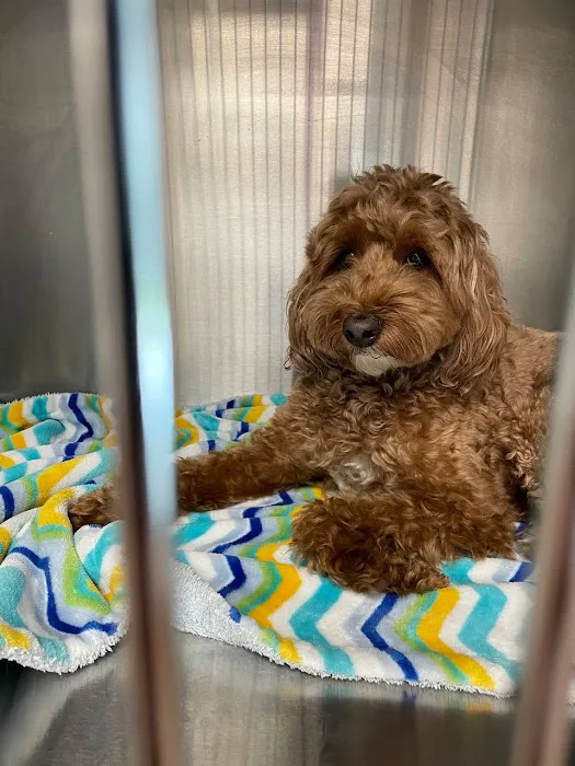 True Animal Vet Picture 3