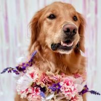 True Animal Vet ico