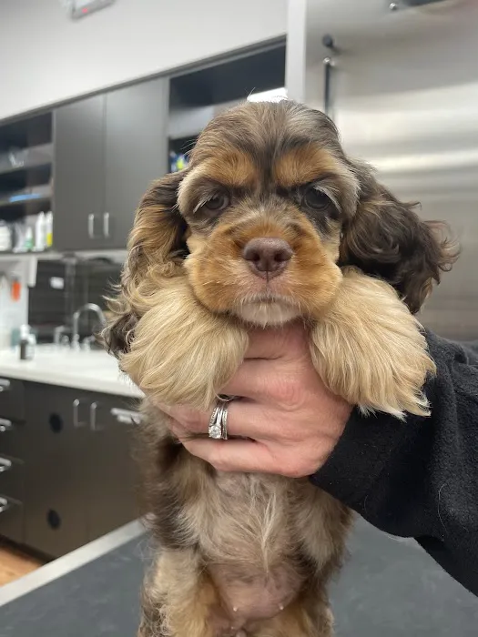 True Animal Vet Picture 5