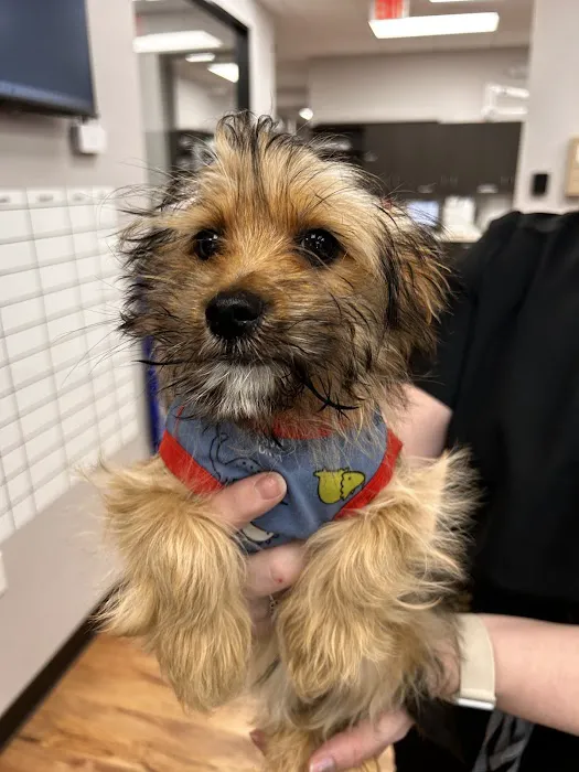 True Animal Vet Picture 8