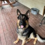 Big Thicket Veterinary Clinic- New Caney
