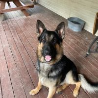 Big Thicket Veterinary Clinic- New Caney ico