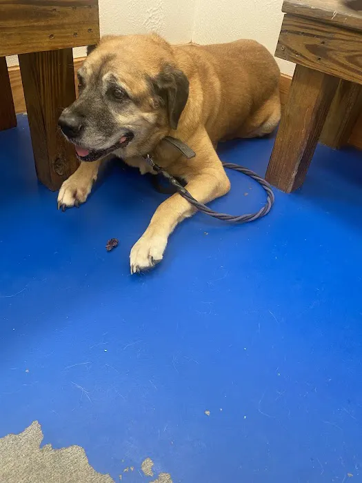 Big Thicket Veterinary Clinic- New Caney Picture 2