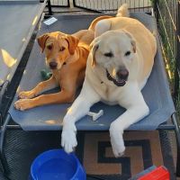 East Montgomery County Animal Hospital ico